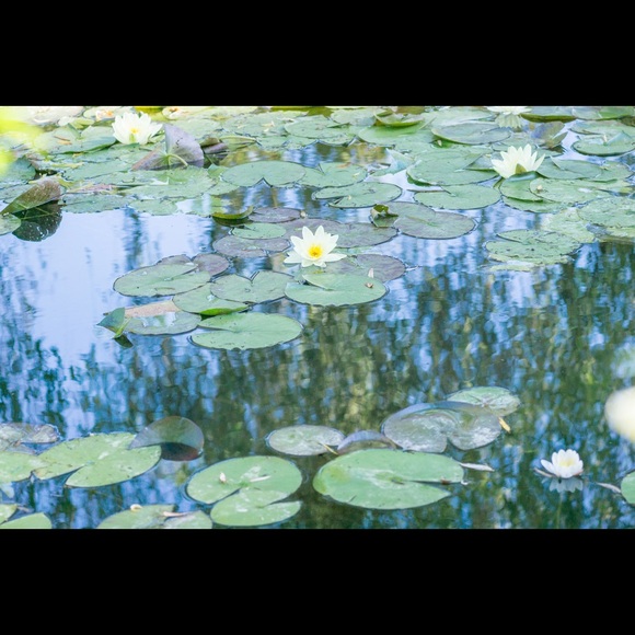 Meet your Posher, Monica - Picture 2 of 2